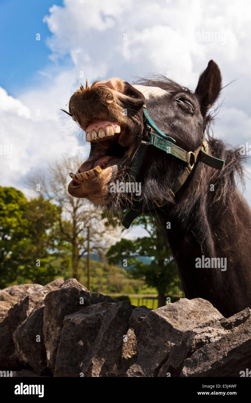A horse showing his teeth. He looks as though he is laughing Stock Photo