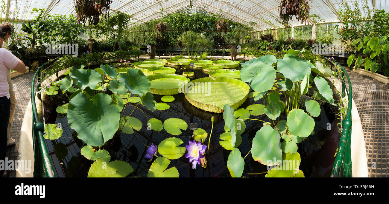Interior of lilly pond / flower / flowering lillies inside Water Lily
