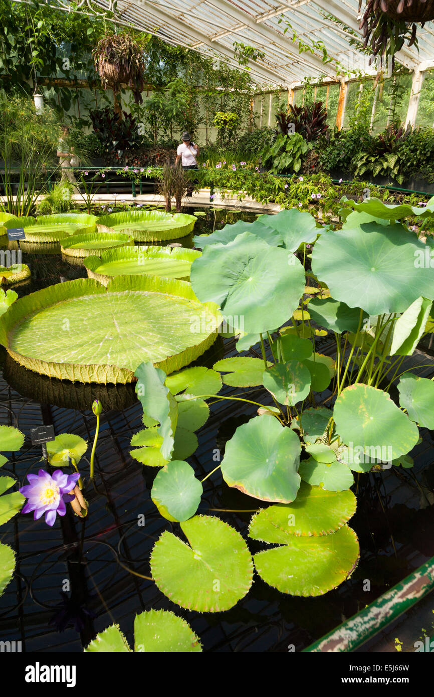 Interior of lilly pond / flower / flowering lillies inside Water Lily