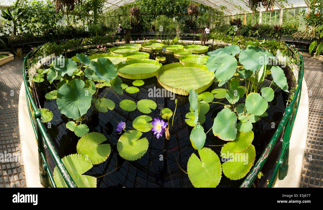 Interior of lilly pond / flower / flowering lillies inside Water Lily / Waterlily House. Kew Royal Botanical / Botanic Gardens / Garden UK. Stock Photo