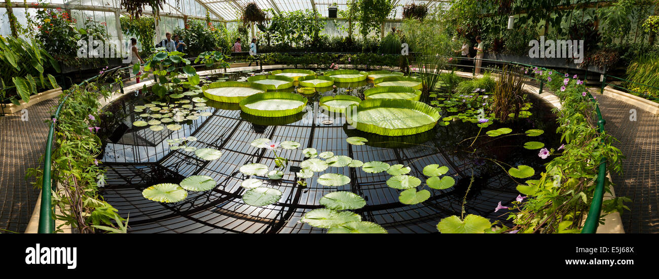 Interior of lilly pond / flower / flowering lillies inside Water Lily