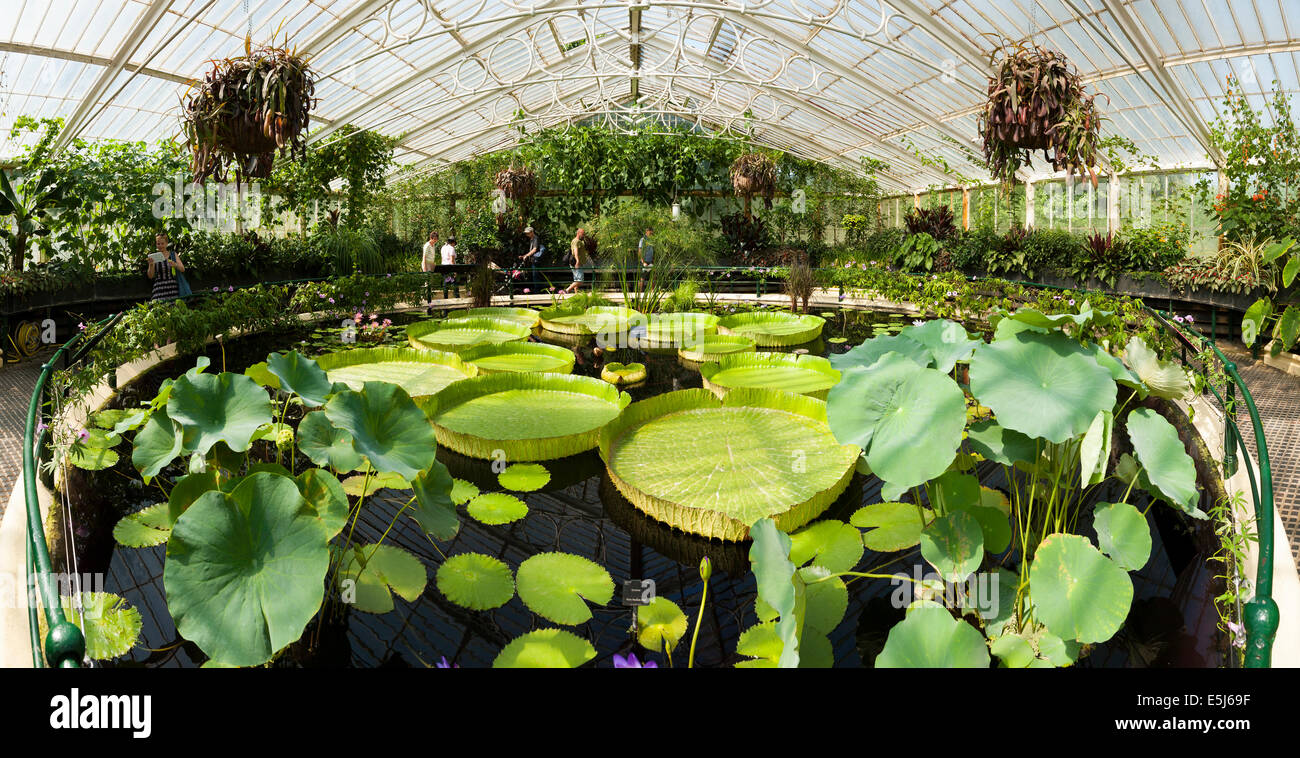 Interior of lilly pond / flower / flowering lillies inside Water Lily
