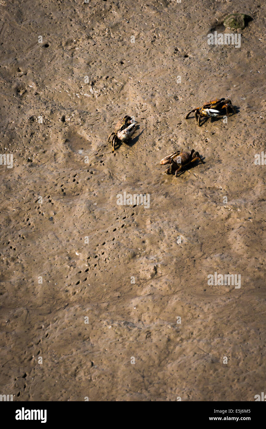 Three fiddler crabs walking on sand leaving a trail of footprints Stock Photo