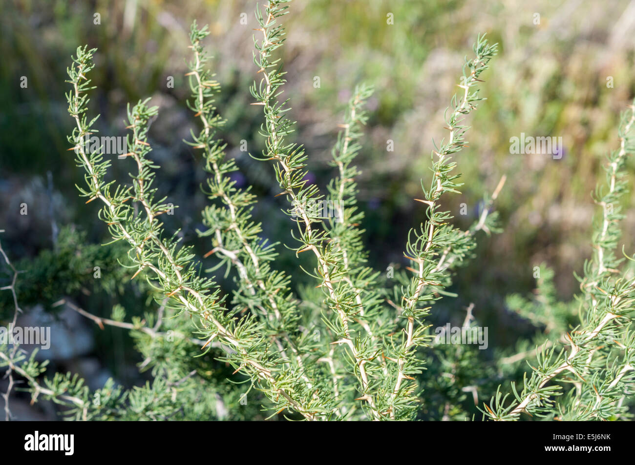 Detail of Asparagus albus Stock Photo