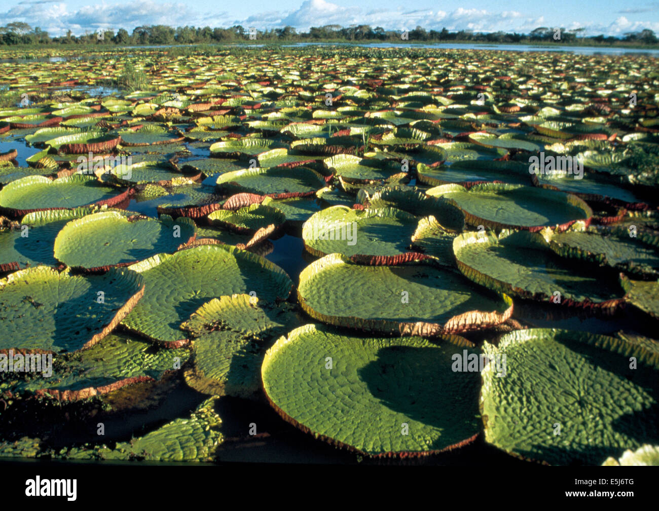 Wild Victoria amazonica giant water lilies in an oxbow lake in the Amazon basin Stock Photo