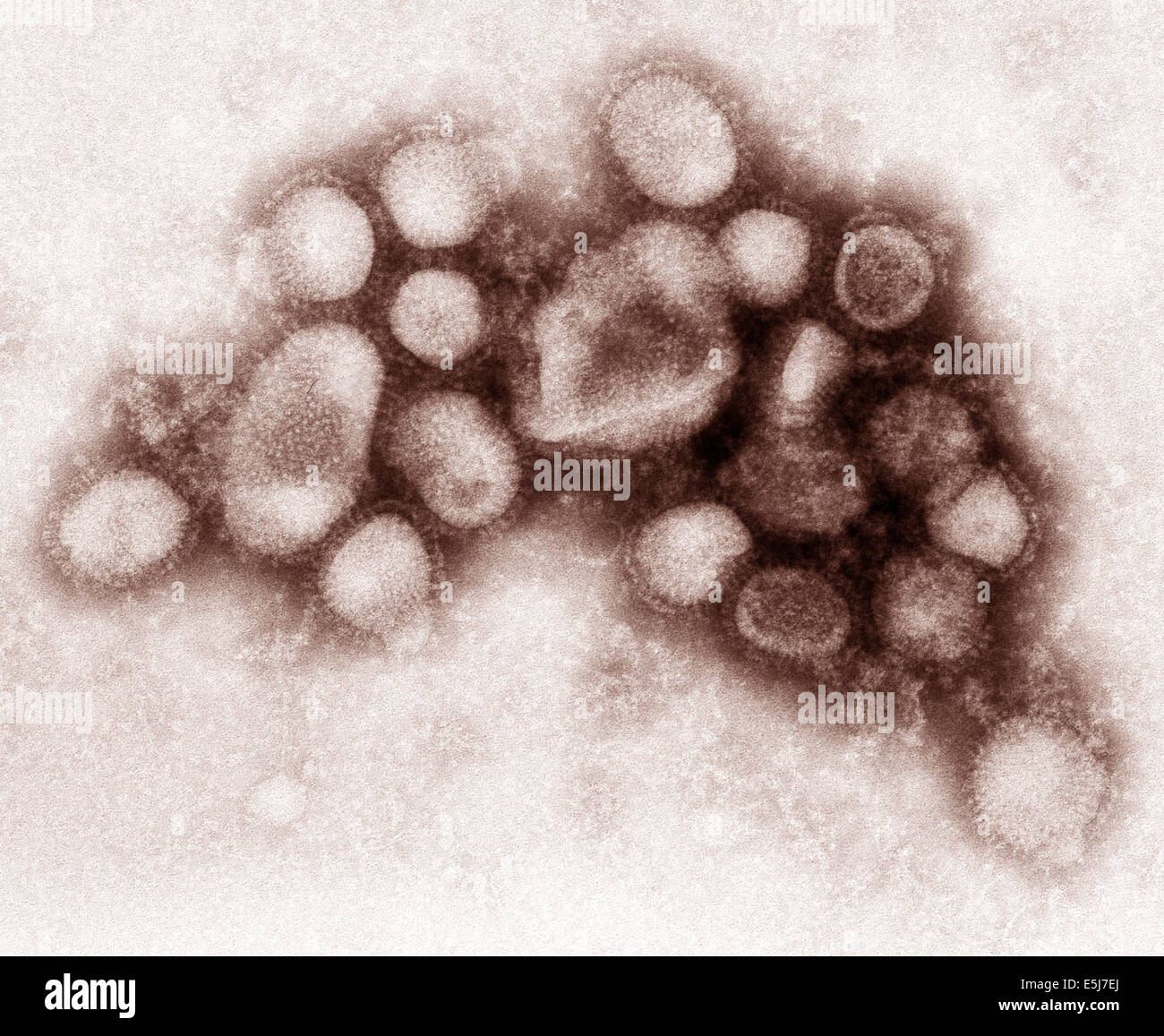 The H1N1 virus that caused a pandemic is now a regular human flu virus and continues to circulate seasonally worldwide. From the archives of Press Portrait Service. Stock Photo