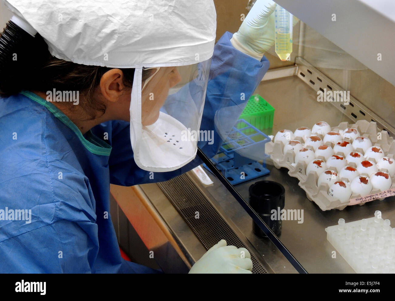 A CDC (Center for Disease Control) Scientist harvests H7N9 virus that has been grown in the United States for sharing with partner laboratories for research purposes. From the archives of Press Portrait Service.EDITORIAL USE ONLY Stock Photo