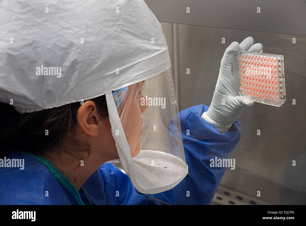 A CDC (Center for Disease Control) Scientist harvests H7N9 virus that has been grown in the United States for sharing with partner laboratories for research purposes. From the archives of Press Portrait Service. EDITORIAL USE ONLY Stock Photo