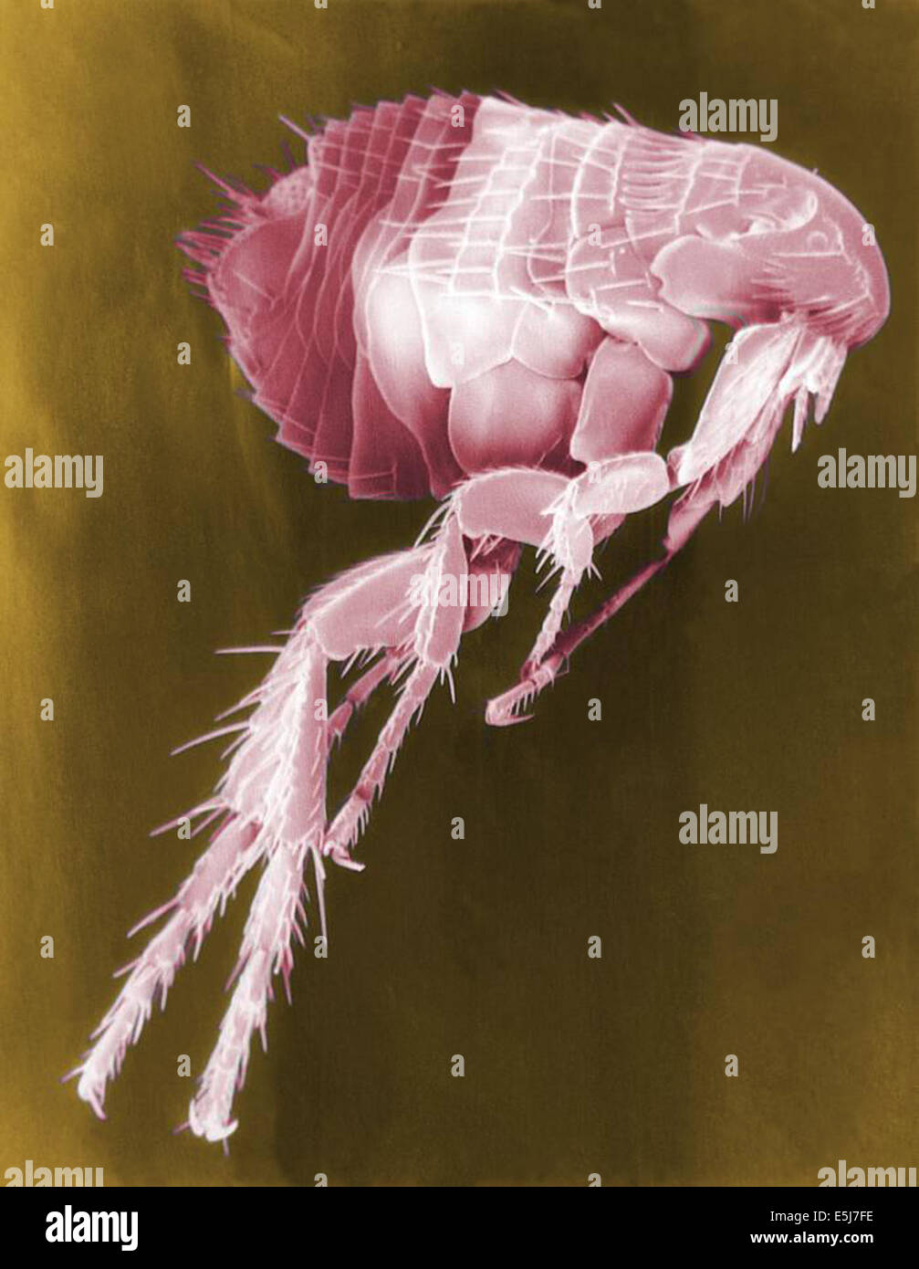 Fleas are known to carry a number of diseases that are transferable to human beings through their bites. Included in these infections is the plague, caused by the bacterium Yersinia pestis. From the archives of Press Portrait Service - image created by Janice Haney Carr. Plague (Bubonic, Pneumonic, Septicemic) Stock Photo