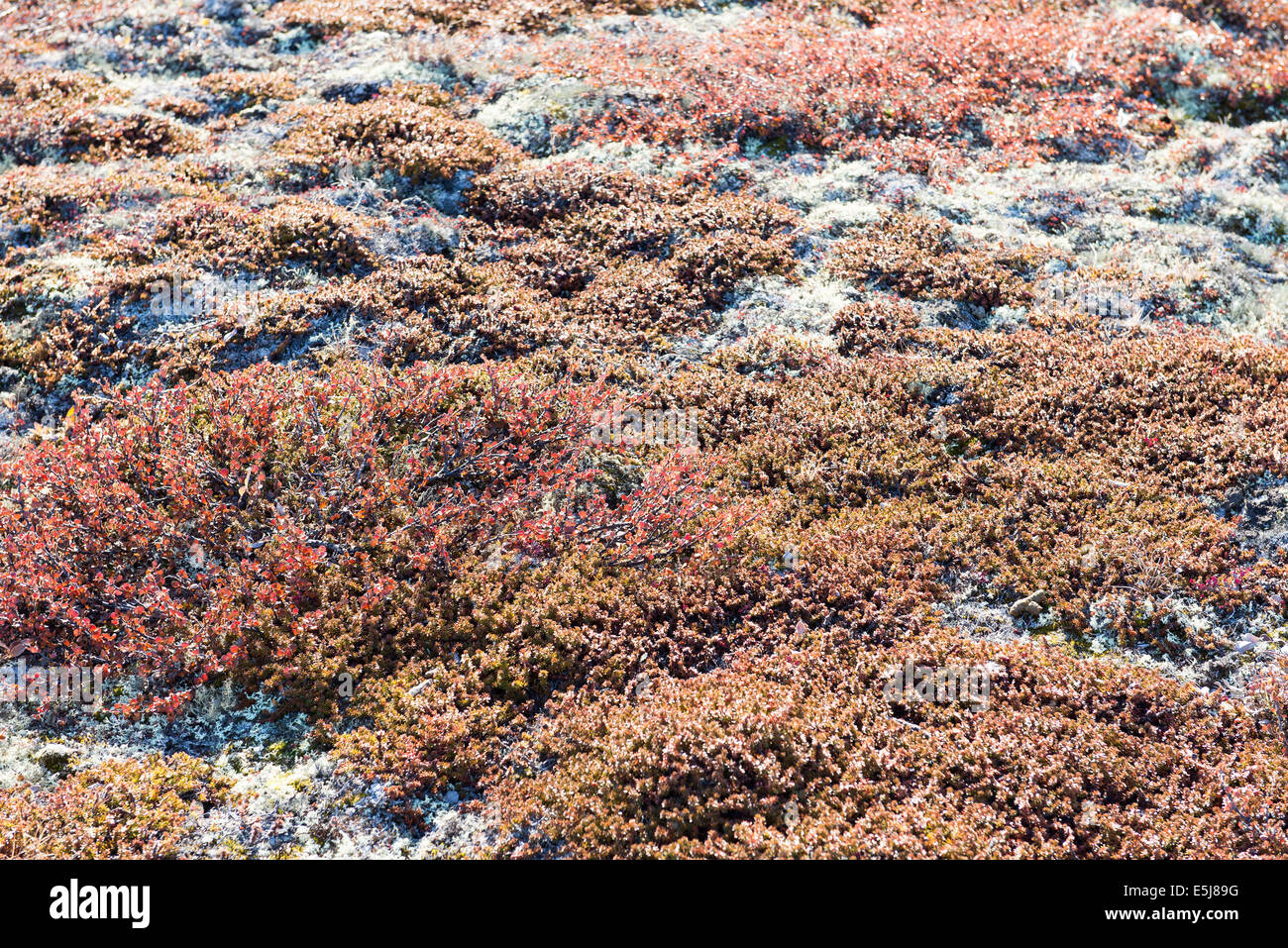 Arctic vegetation on Greenland in summer with lichen, moss, dwarf birch