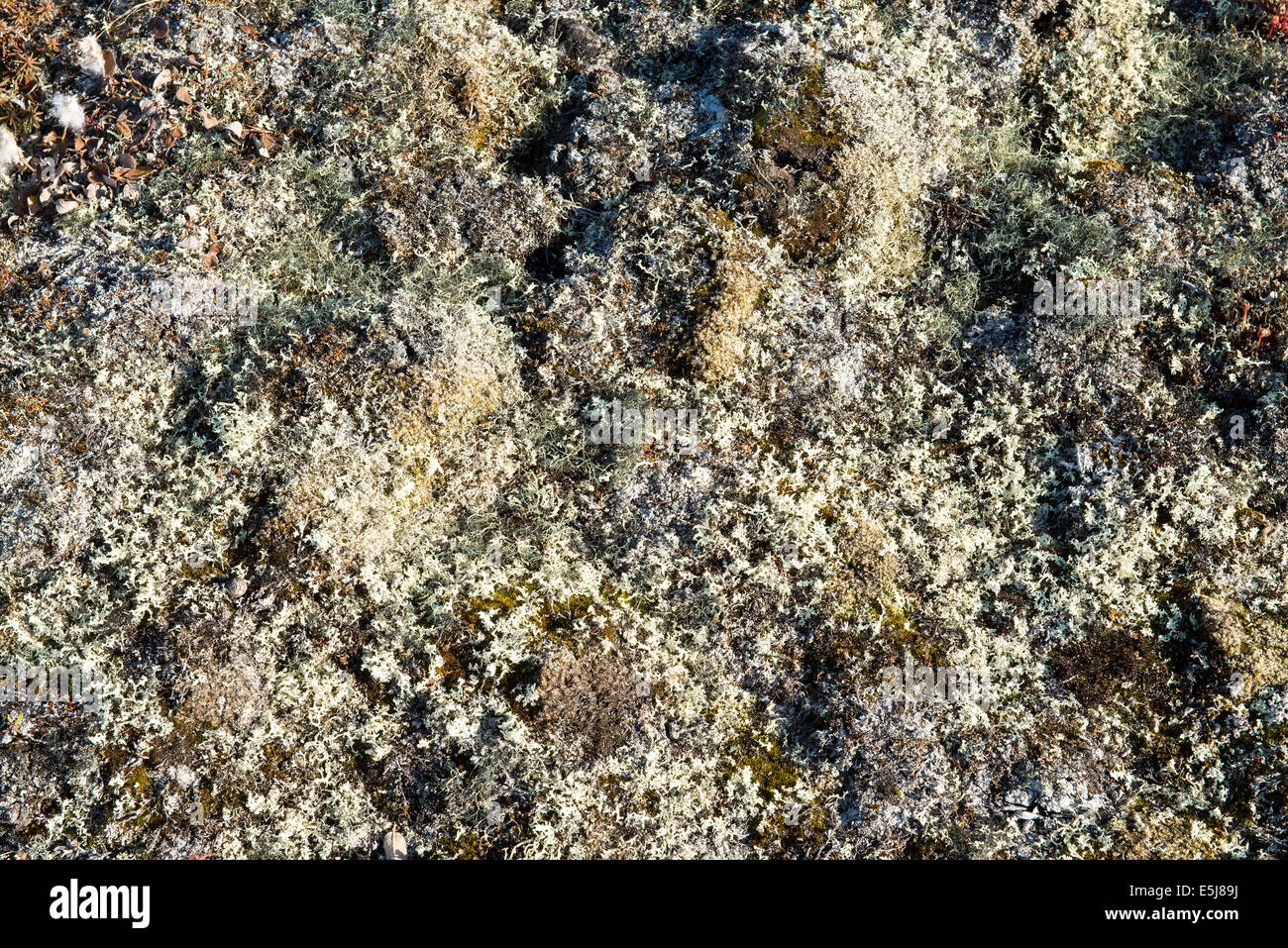 Arctic vegetation on Greenland in summer with lichen, moss, dwarf birch and other plants Stock Photo