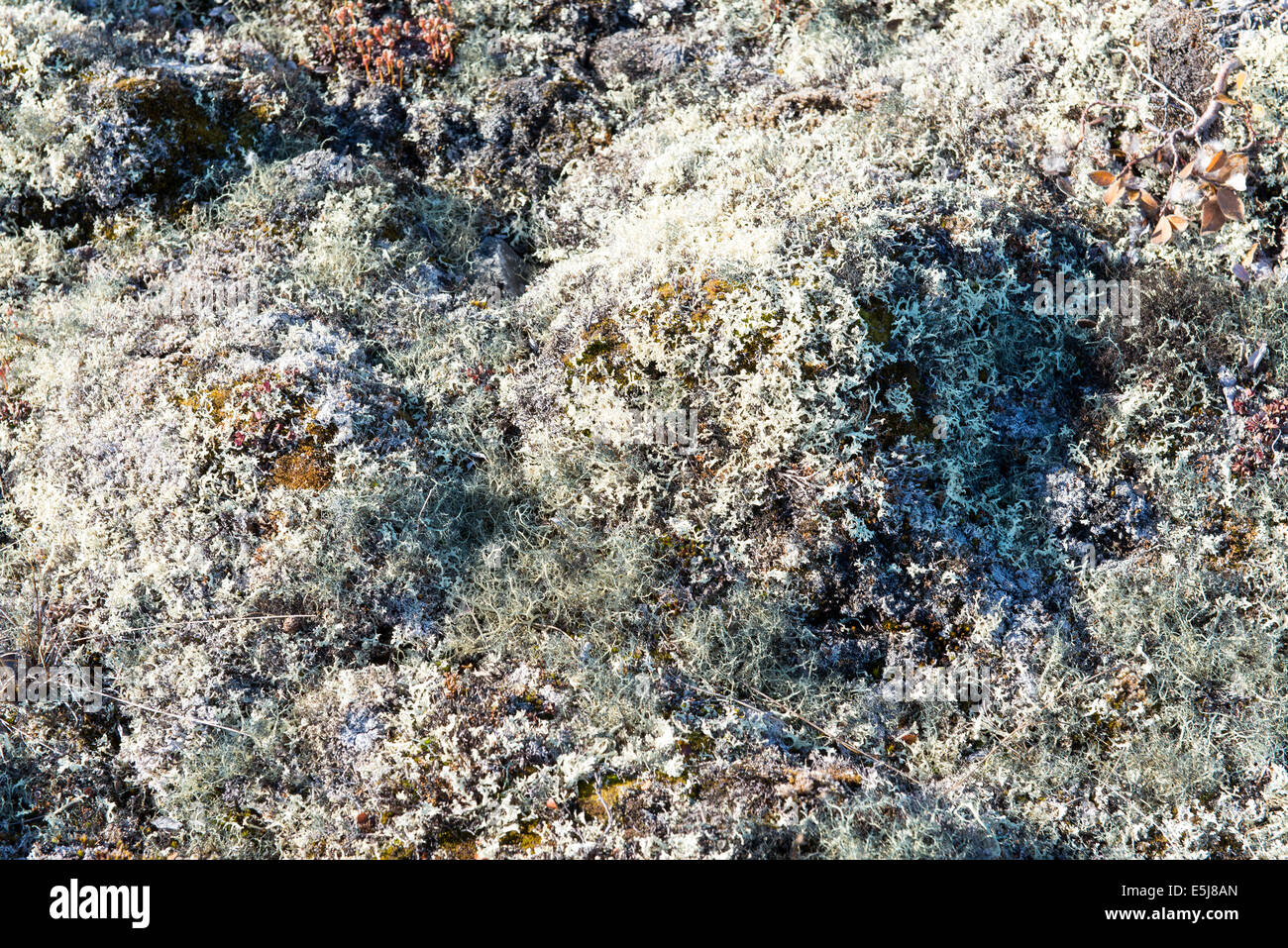 Arctic vegetation on Greenland in summer with lichen, moss and other plants Stock Photo