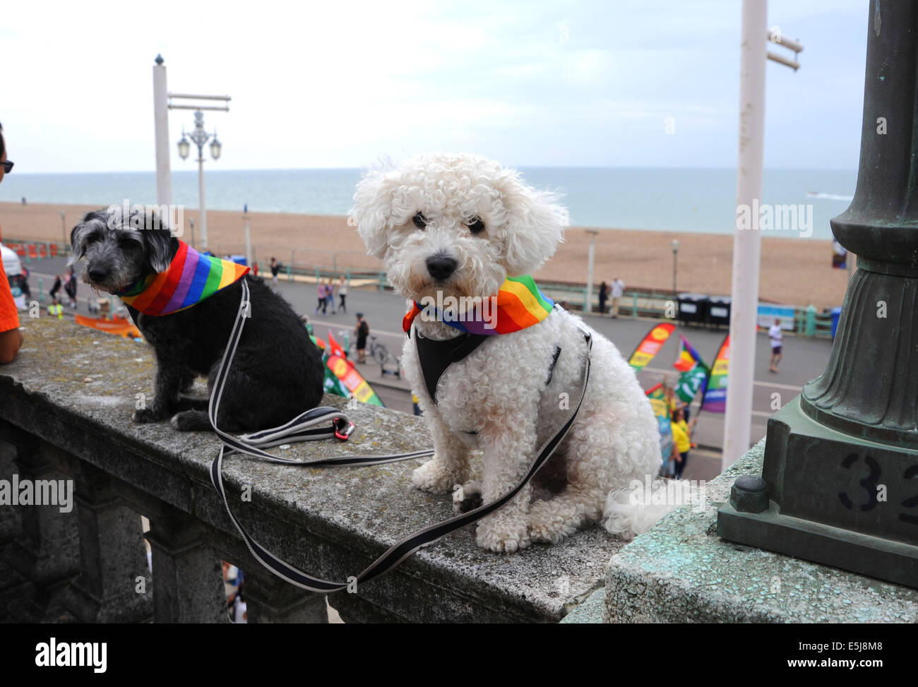 Brighton, Sussex, UK. 2nd Aug, 2014. Even the dogs dress up as