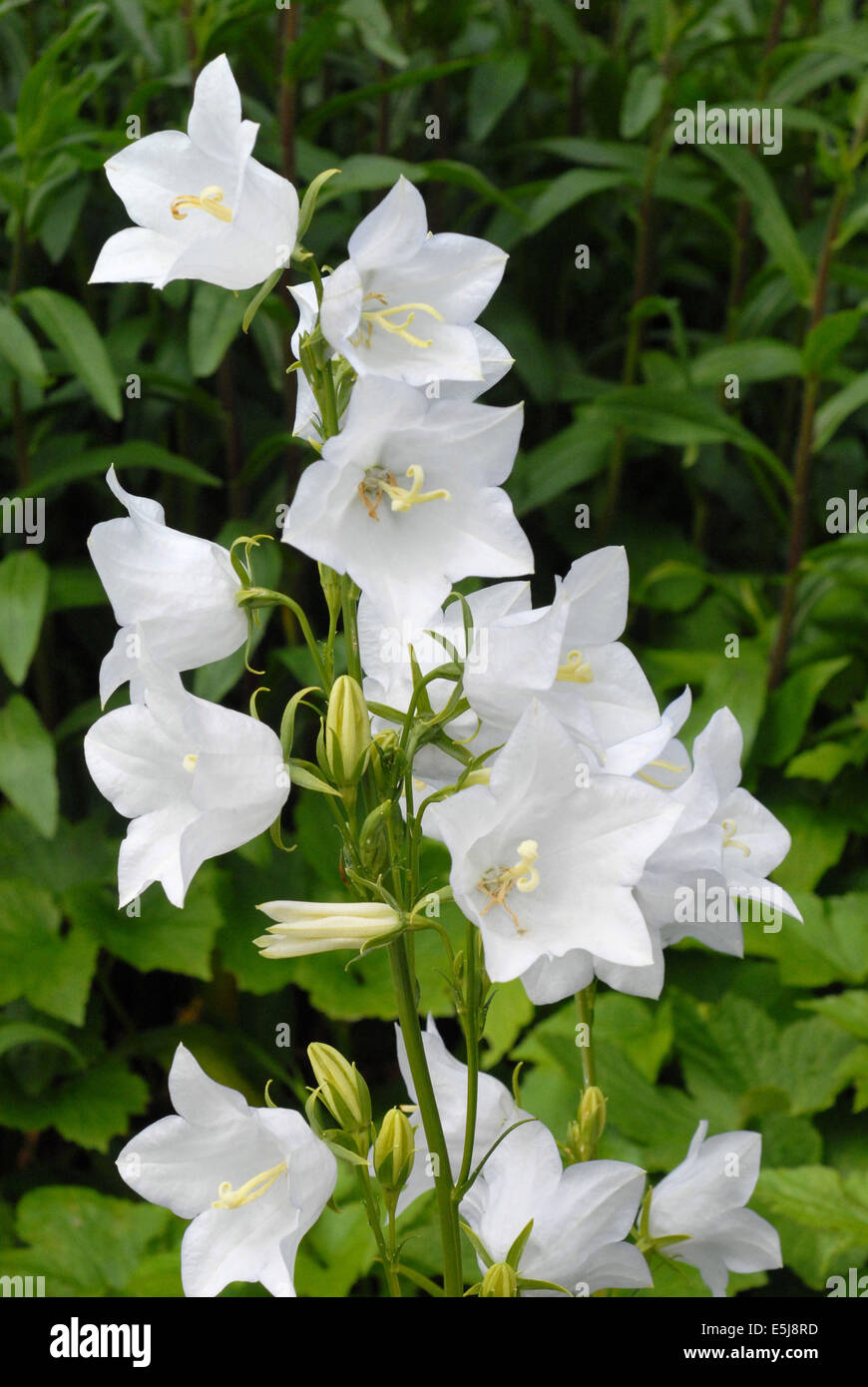 large flowered bellflower, Campanula latifolia var. macrantha 'Alba' Stock Photo