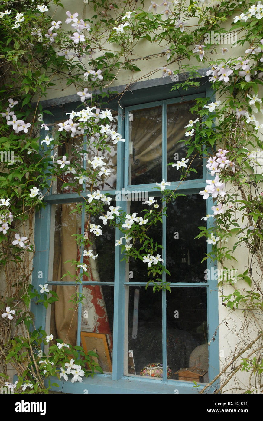 cottage window with clematis montana Stock Photo