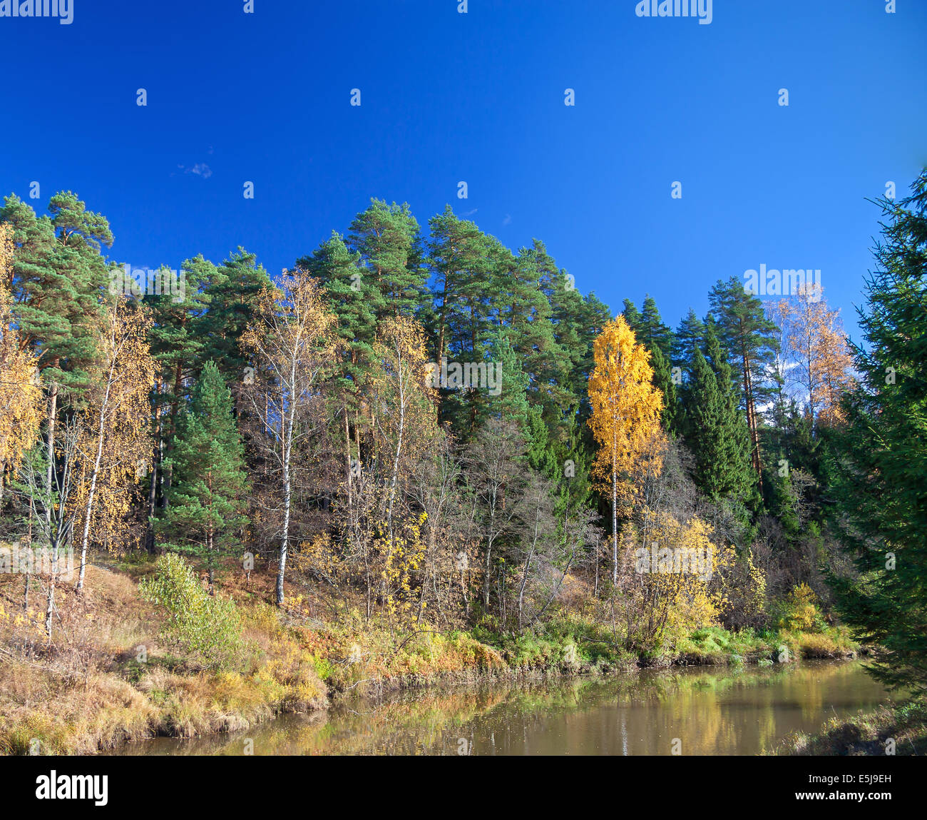 autumn landscape with the river, the forest and the blu…