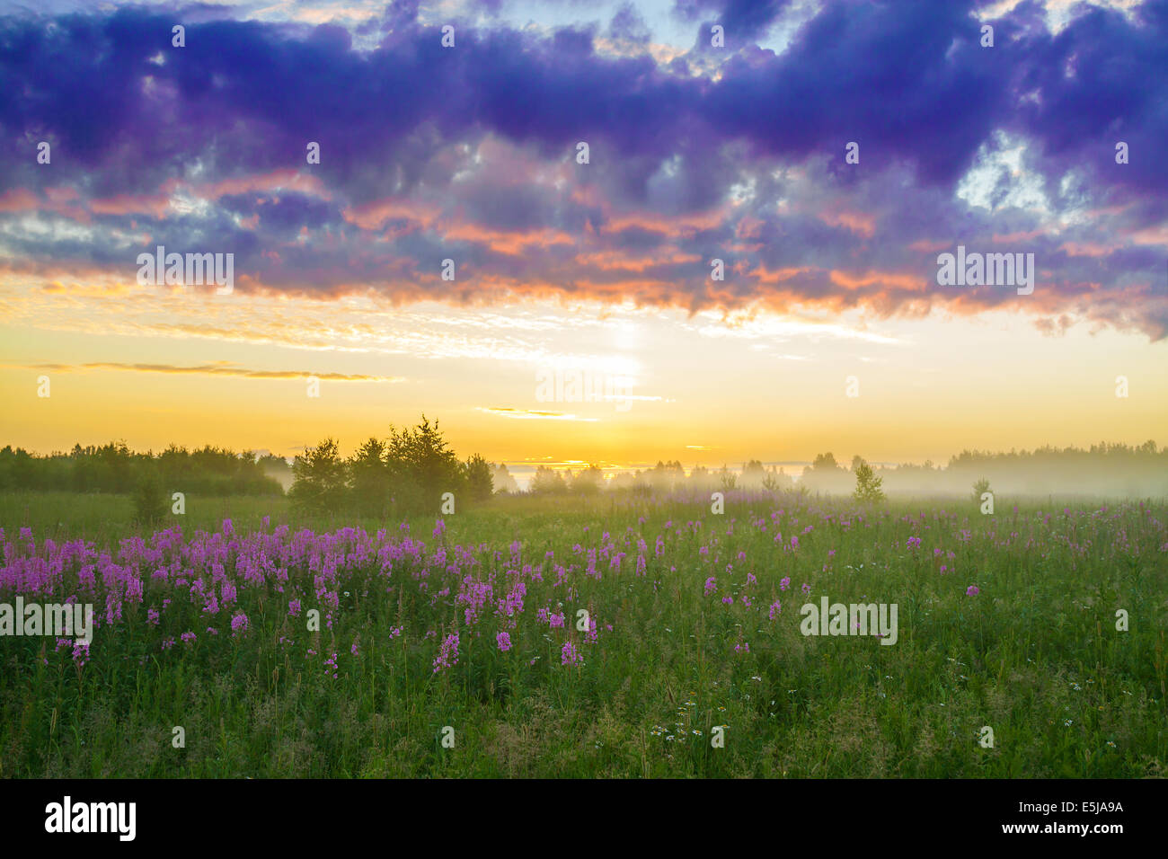beautiful rural landscape with the sunrise, a blossoming meadow and fog ...