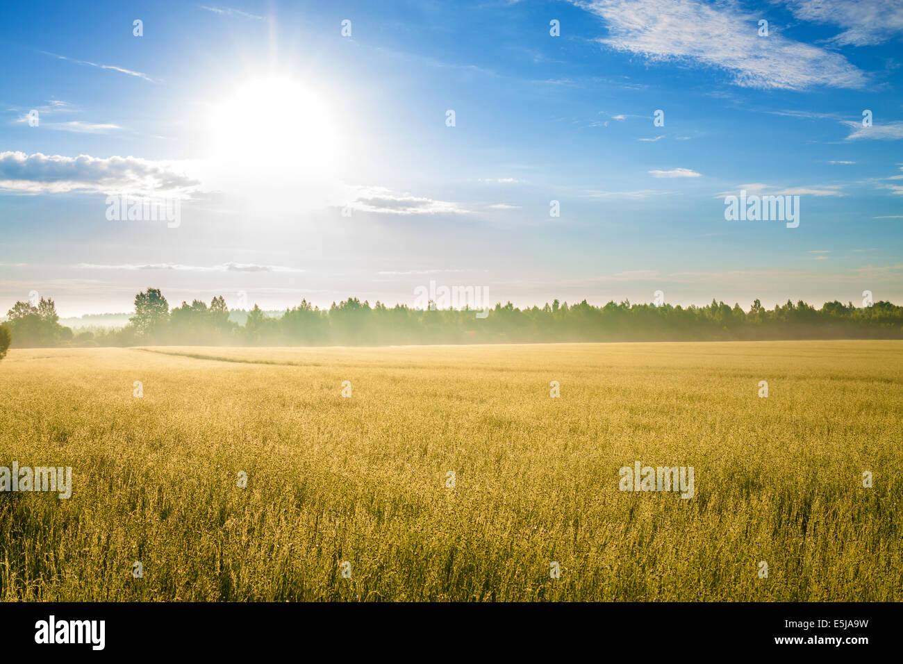 summer rural landscape with a field, sunrise and fog Stock Photo - Alamy
