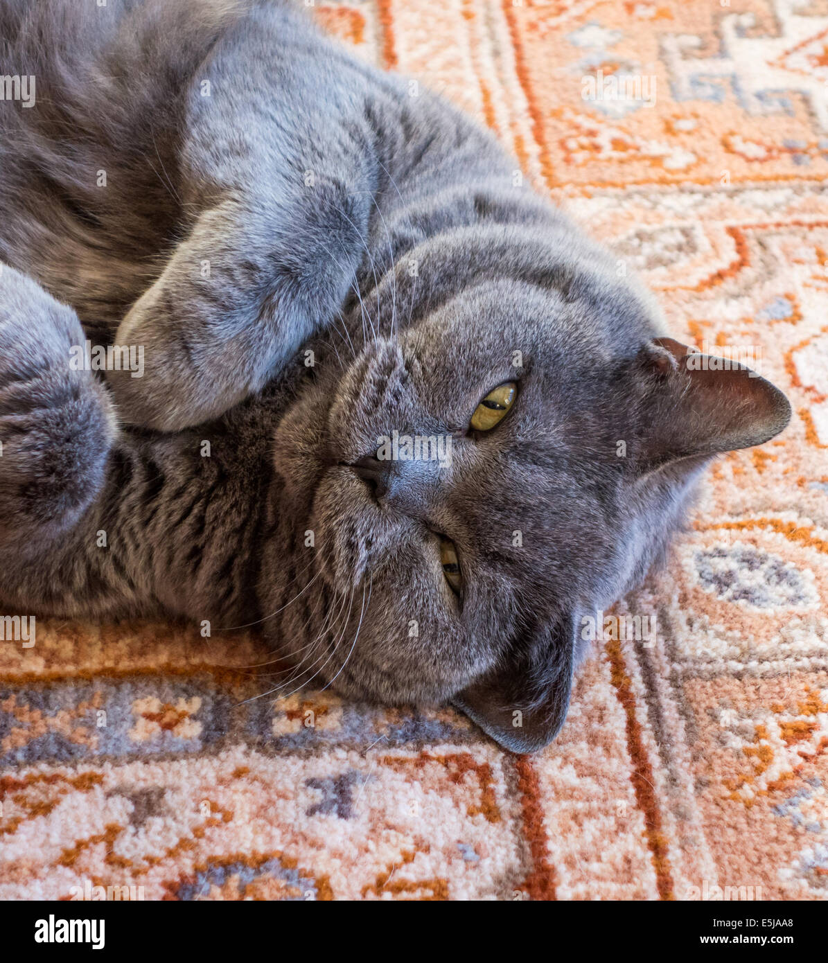 Devon, England. 2014.  A British Blue Shorthair mature male cat lies on his back and relaxes on the carpet. Stock Photo