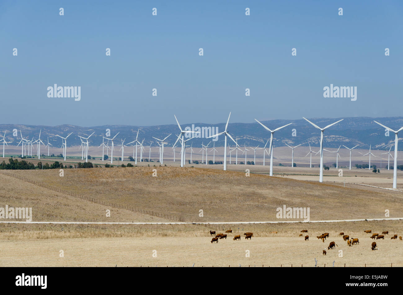 Group of wind turbines in sunflower fields near Zahara de los atunes. Cadiz, Andalusia, Spain. Stock Photo