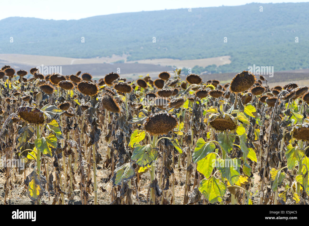Sunflower field at Tarifa in Southern Spain. Costa de la Luz. Stock Photo