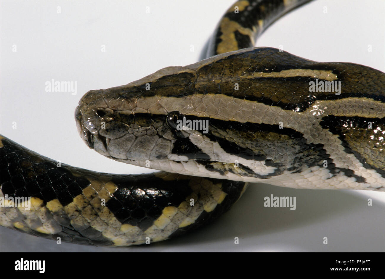 Python face hi-res stock photography and images - Alamy