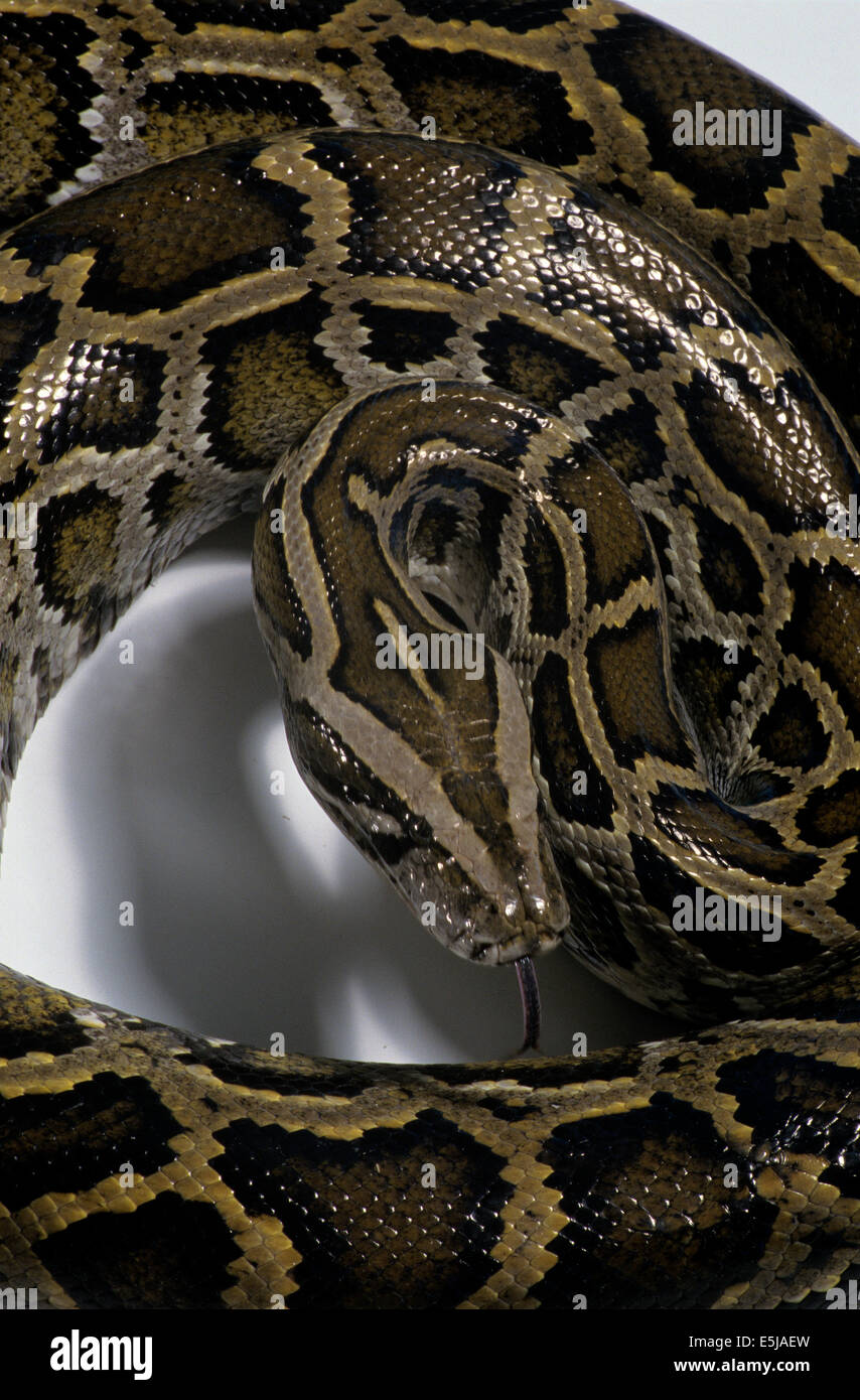 Python head head hi-res stock photography and images - Alamy