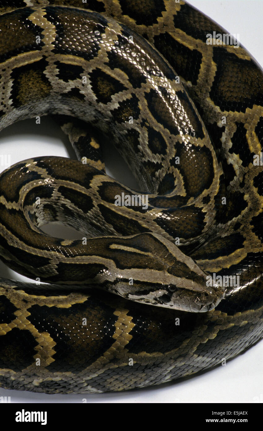 Python Face High Resolution Stock Photography and Images - Alamy