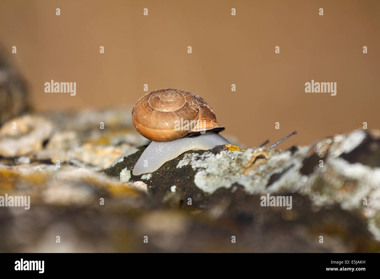 A French snail on a wall Stock Photo Alamy