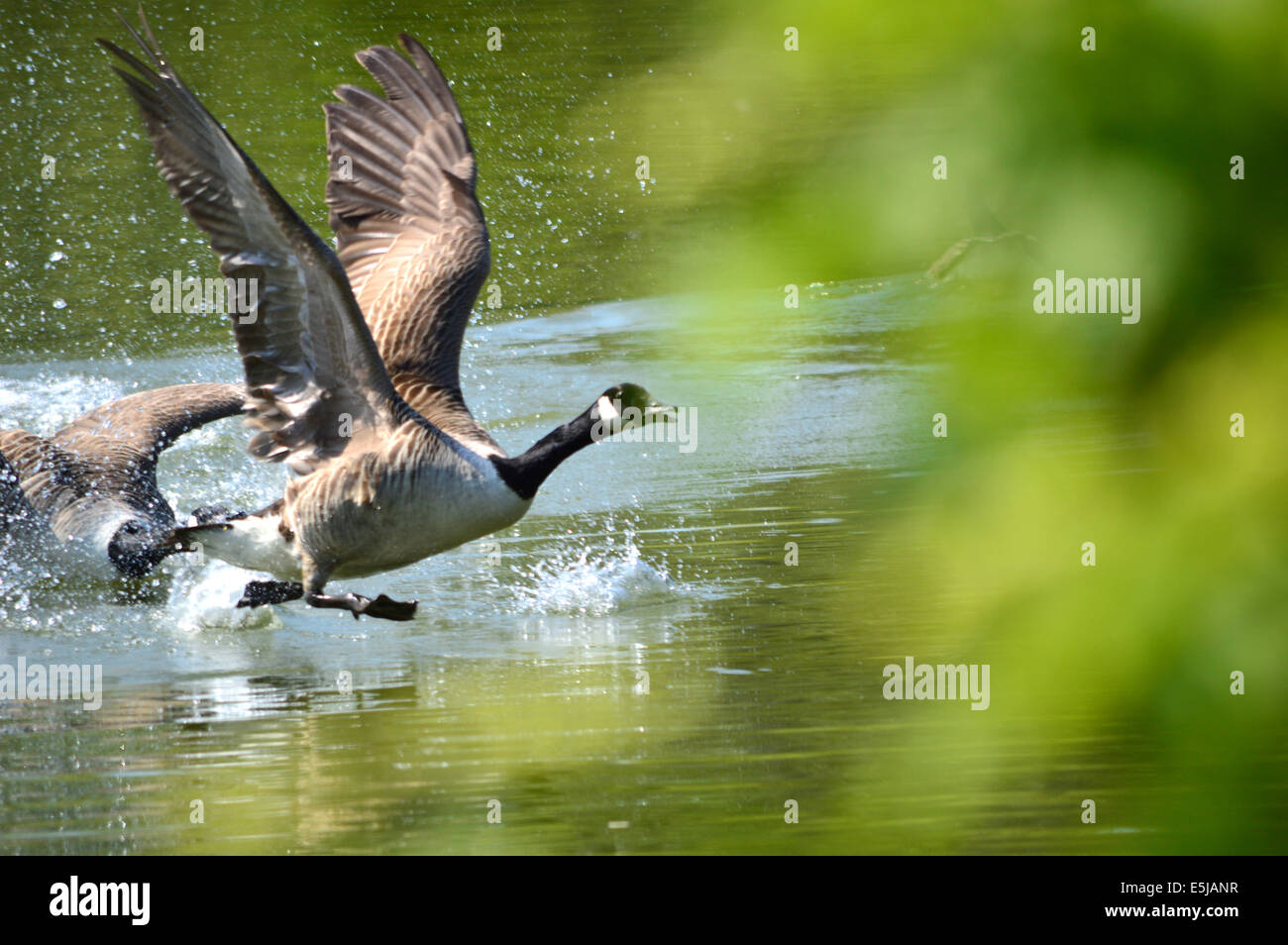 Canada Goose - Branta canadensis, chase on Filham lake, Ivybridge, Devon, England Stock Photo