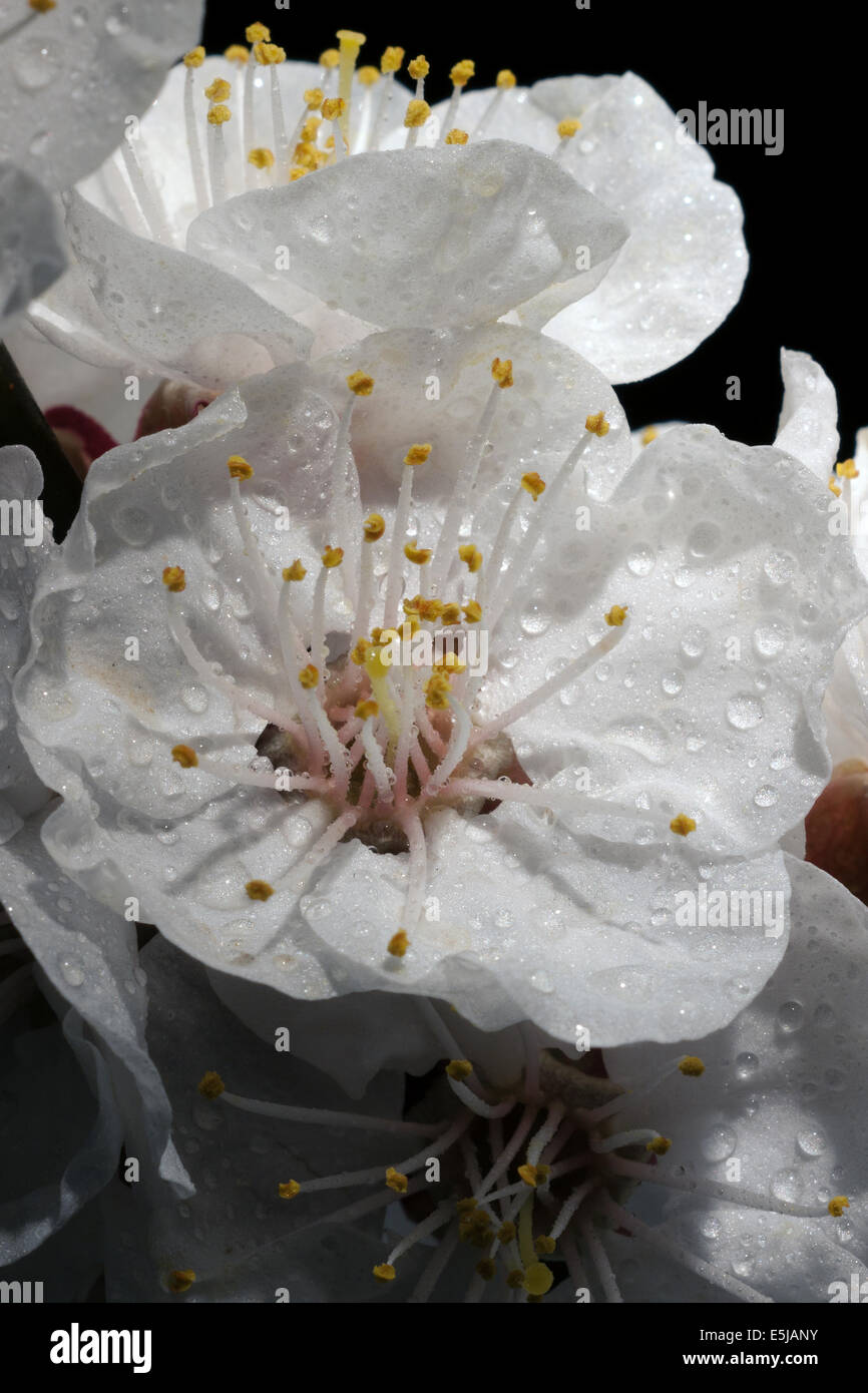 Flowers of the apricot tree Stock Photo - Alamy
