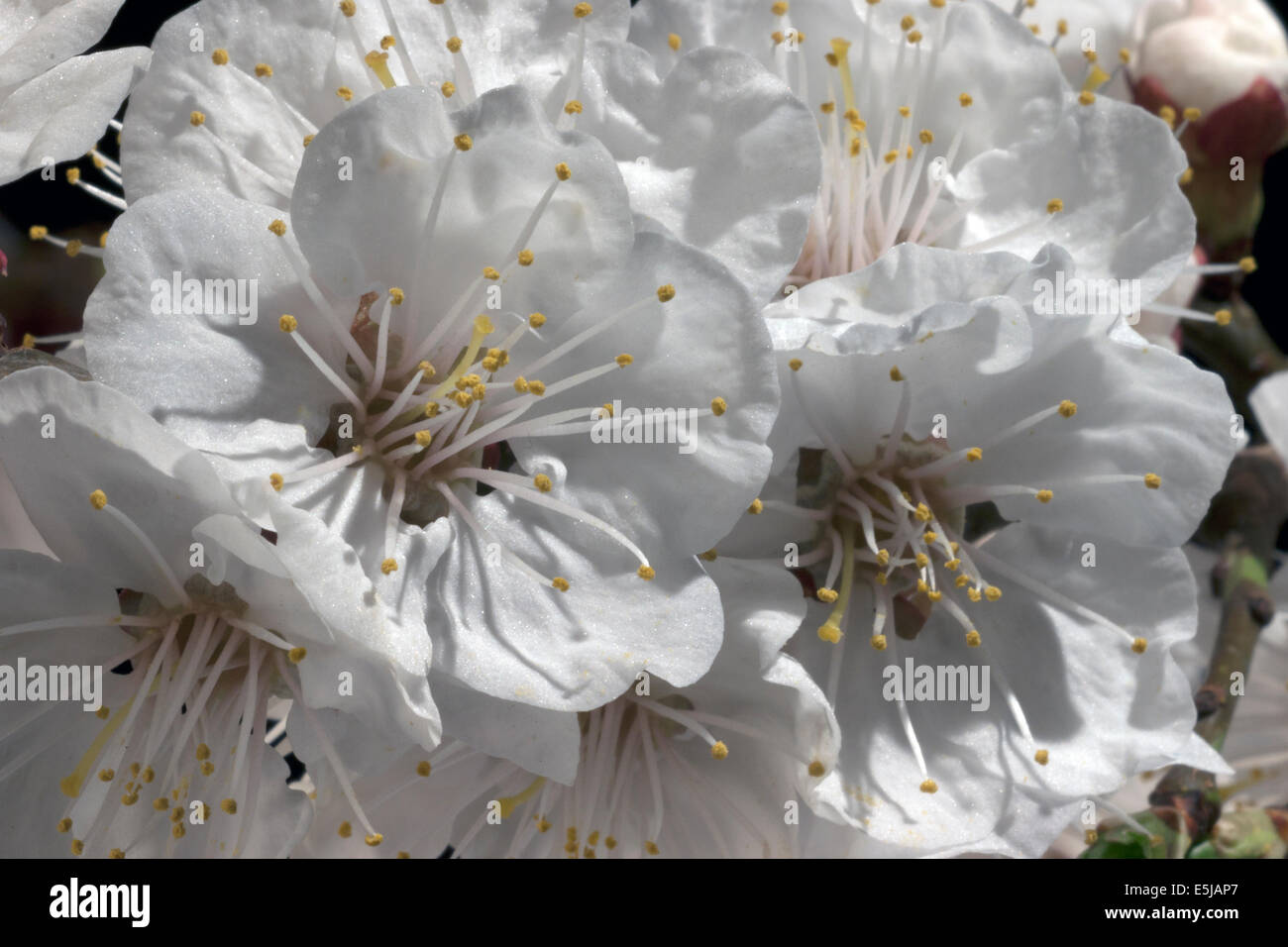 Flowers of the apricot tree Stock Photo - Alamy