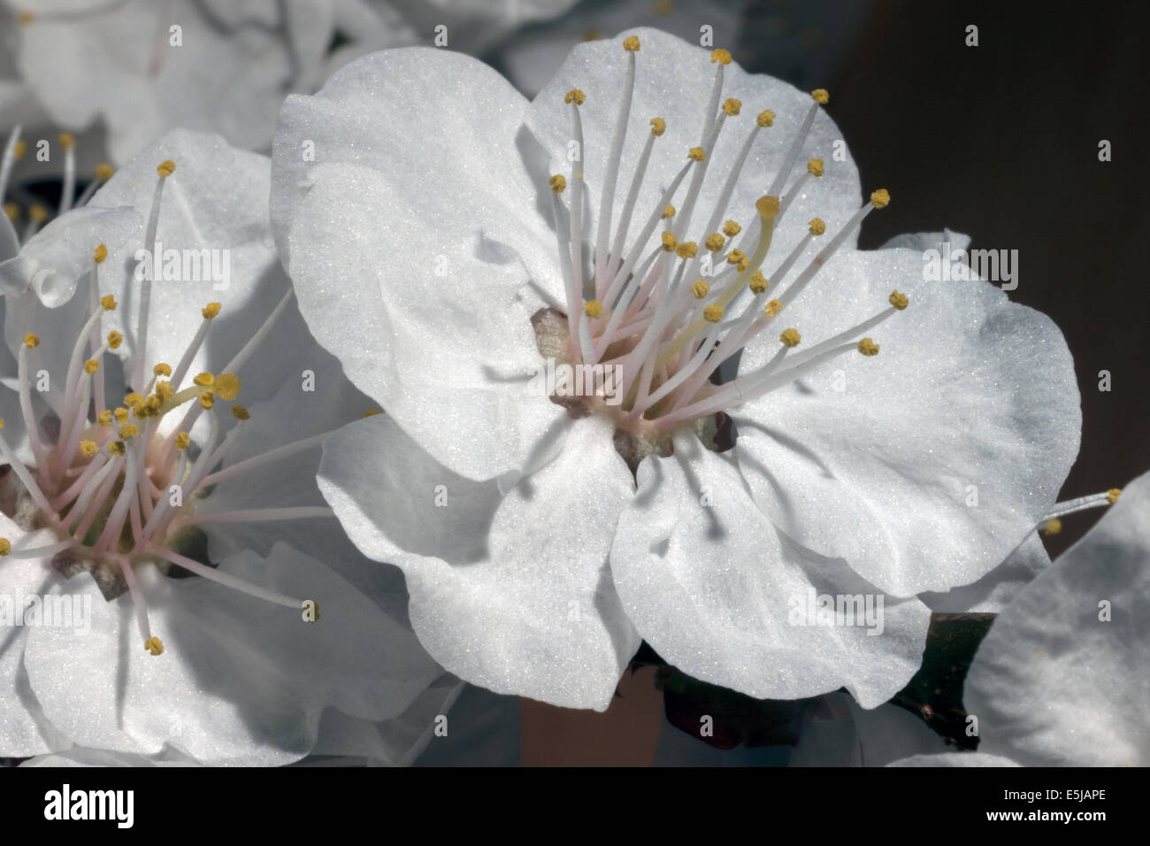 Flowers of the apricot tree Stock Photo - Alamy