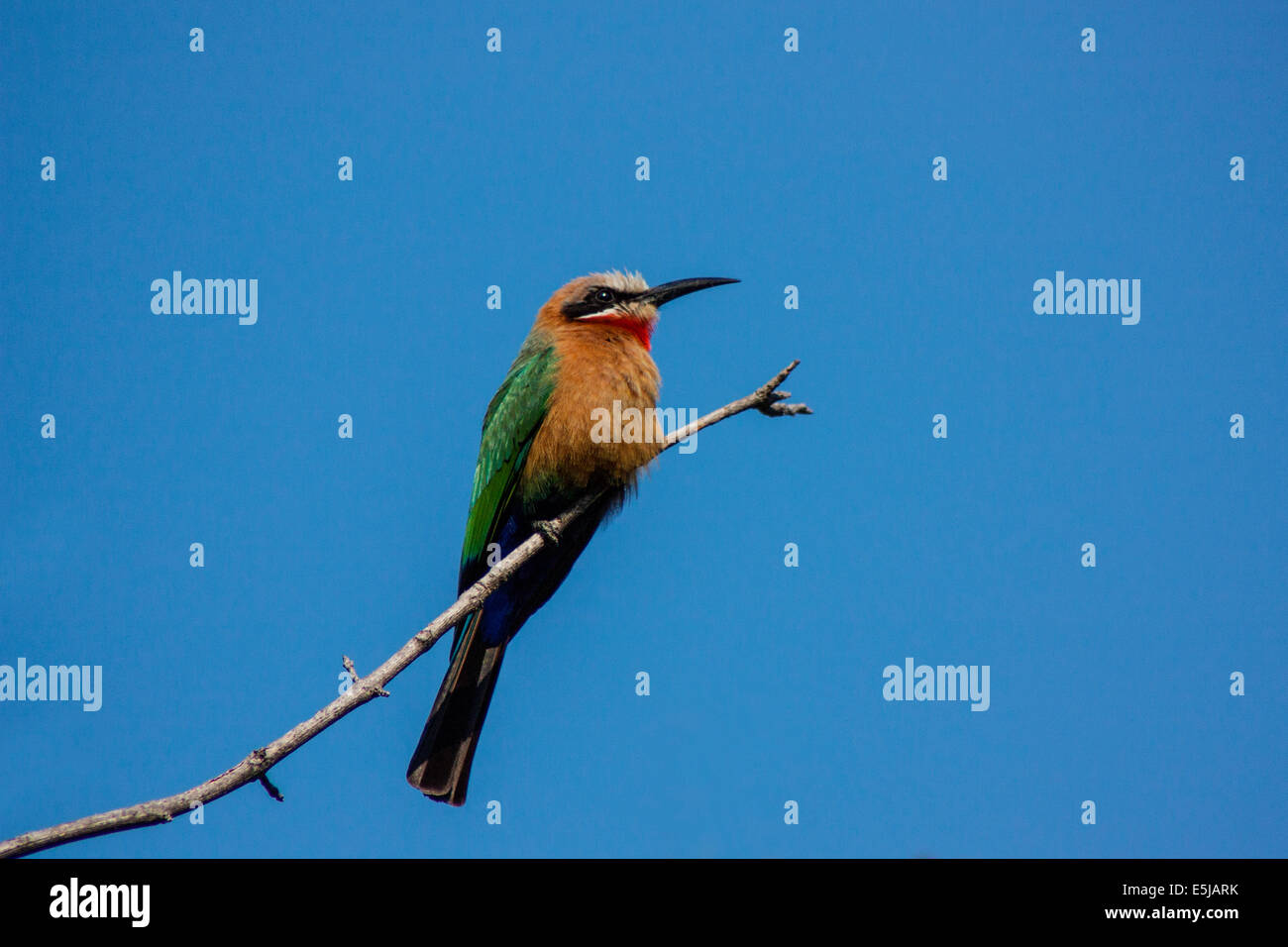 White-fronted Bee-eater (Merops bullockoides) perched on a branch. Stock Photo