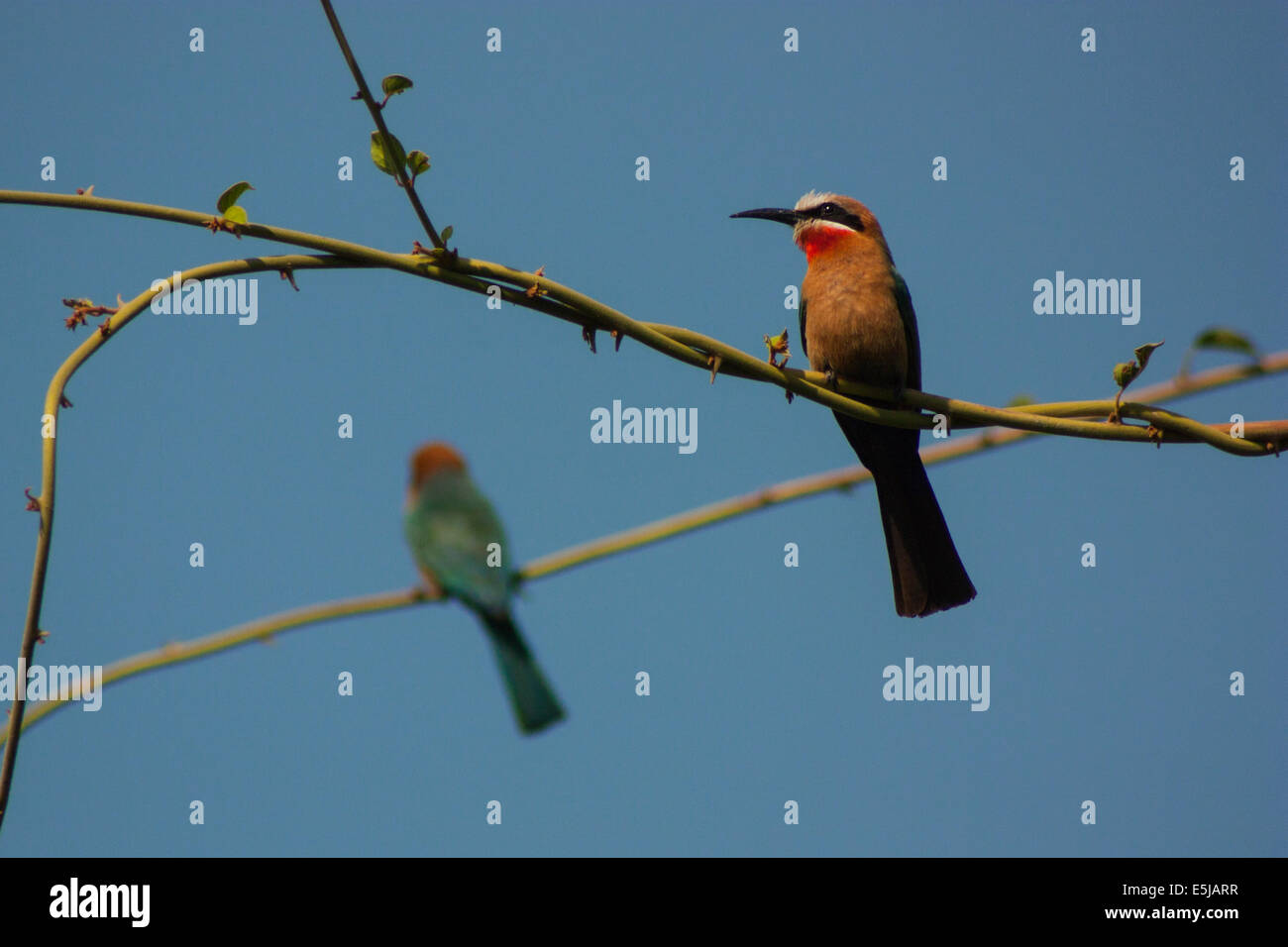 White-fronted Bee-eaters (Merops bullockoides) perching on vines Stock Photo