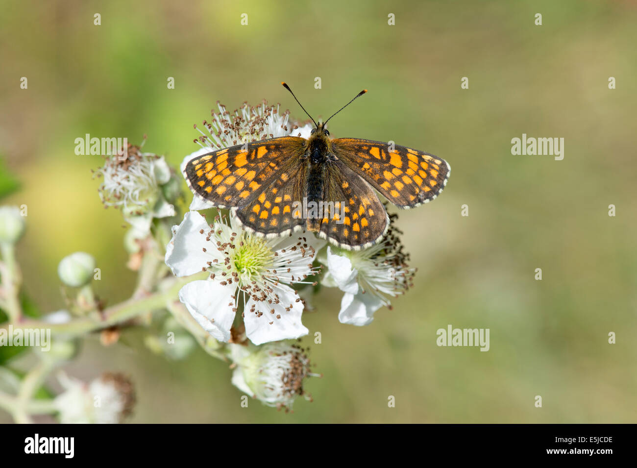 Heath fritillary butterfly (Melitaea athalia), UK Stock Photo