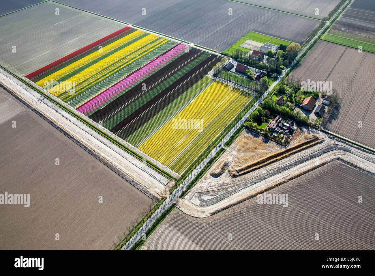 Netherlands, Nagele, Farms, farmland and flowering tulips. Aerial. Flevopolder Stock Photo