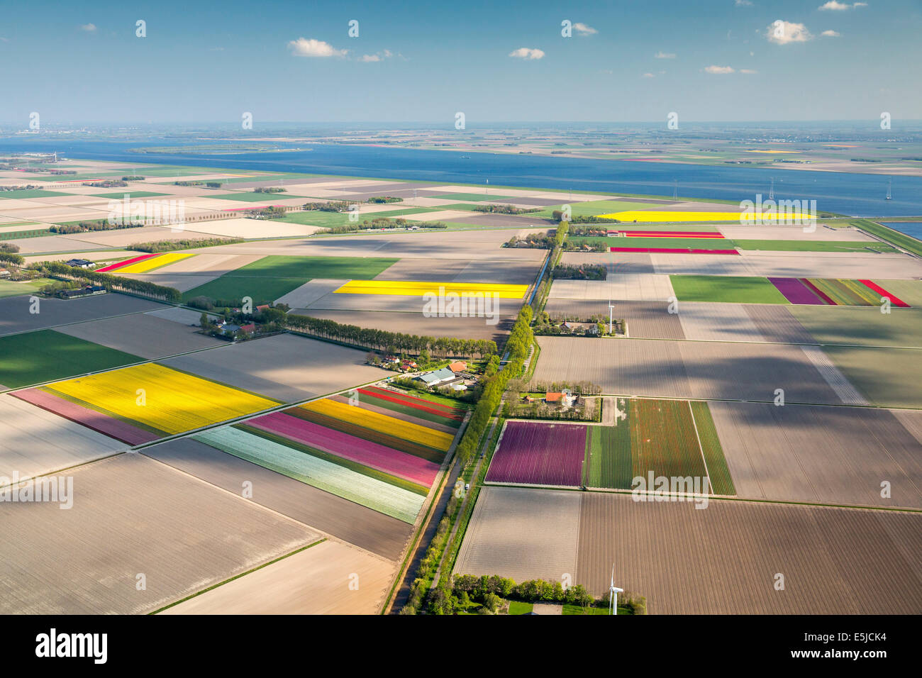 Netherlands, Nagele, Farms, farmland and flowering tulips. Aerial. Flevopolder. Stock Photo