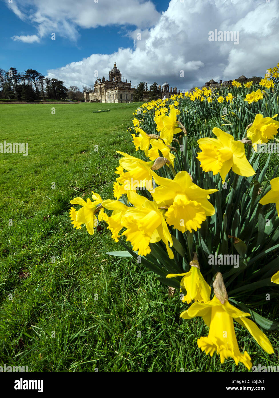 Daffodil time at Castle Howard, near Malton, North Yorkshire Stock Photo