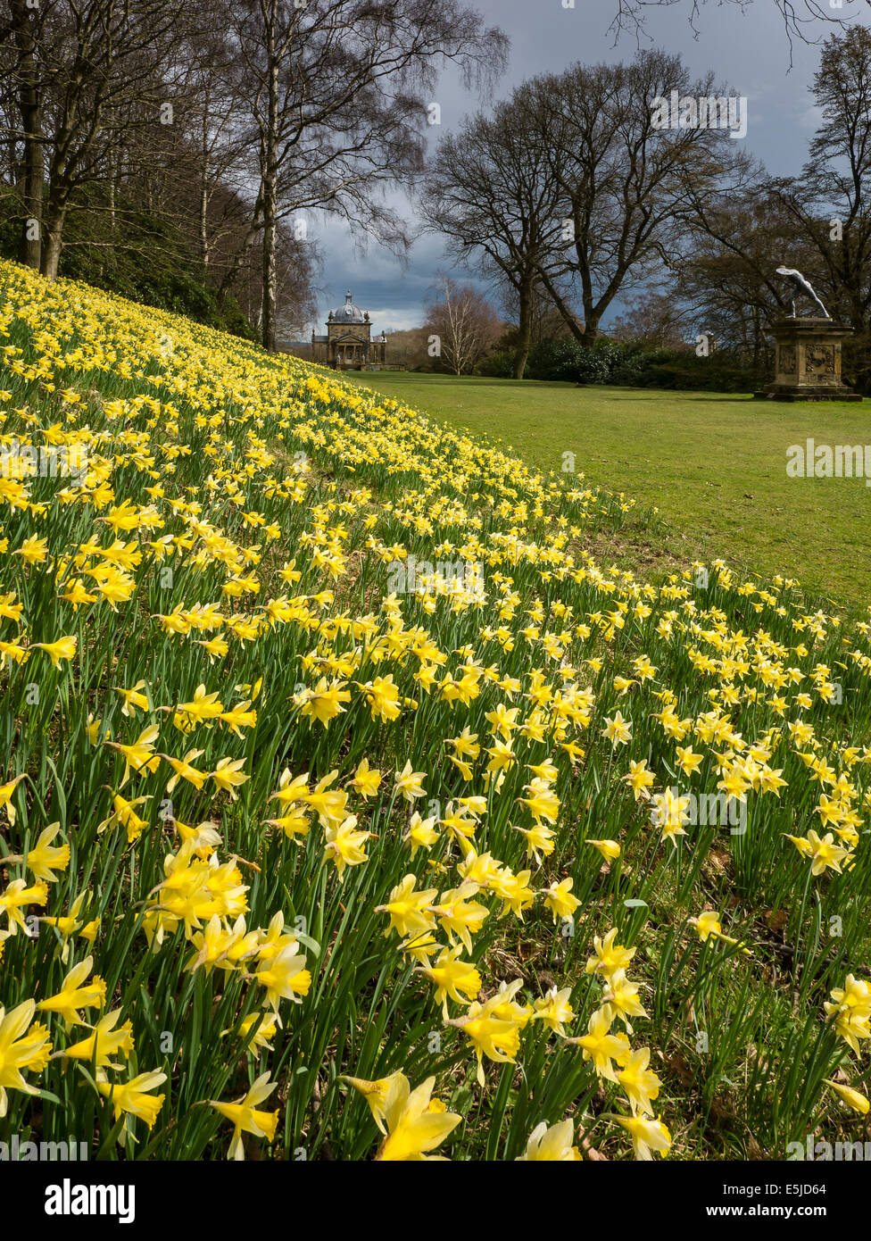 Daffodil time at Castle Howard, near Malton, North Yorkshire. The