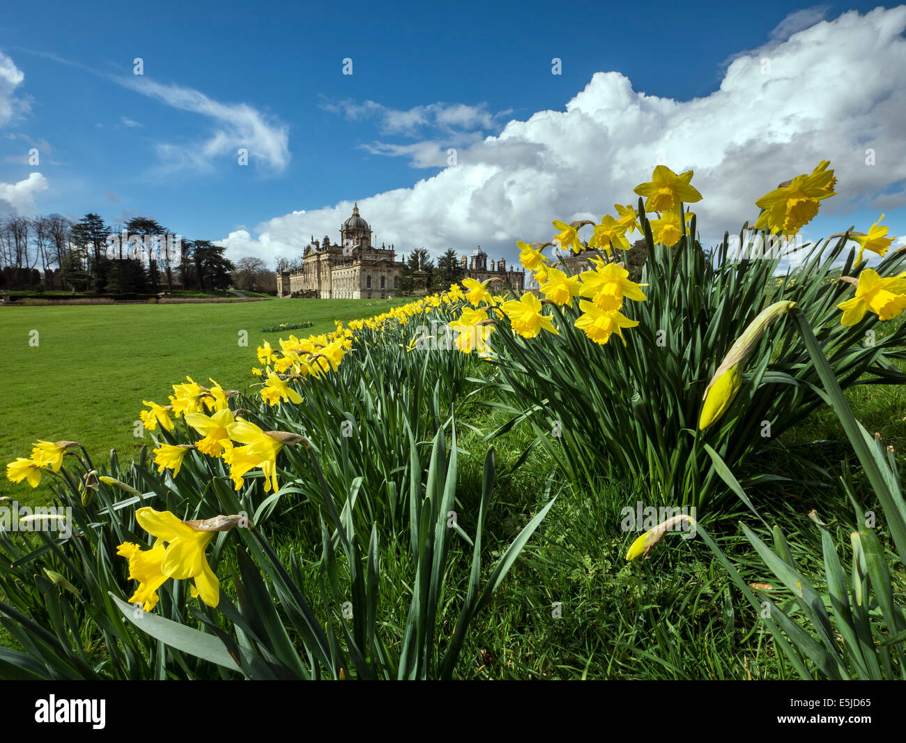 Daffodil time at Castle Howard, near Malton, North Yorkshire Stock