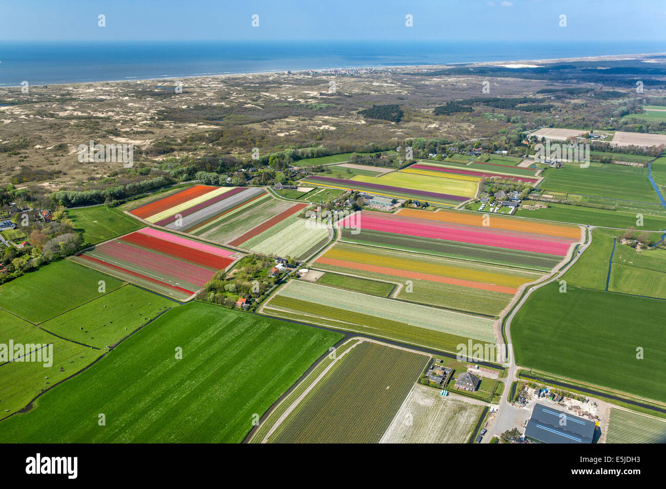 Netherlands Egmond aan den Hoef Tulip fields Aerial Stock Photo Alamy