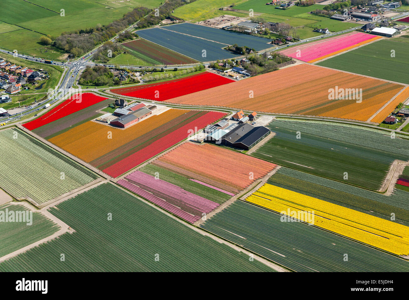 Netherlands Egmond aan den Hoef Tulip fields Aerial Stock Photo Alamy