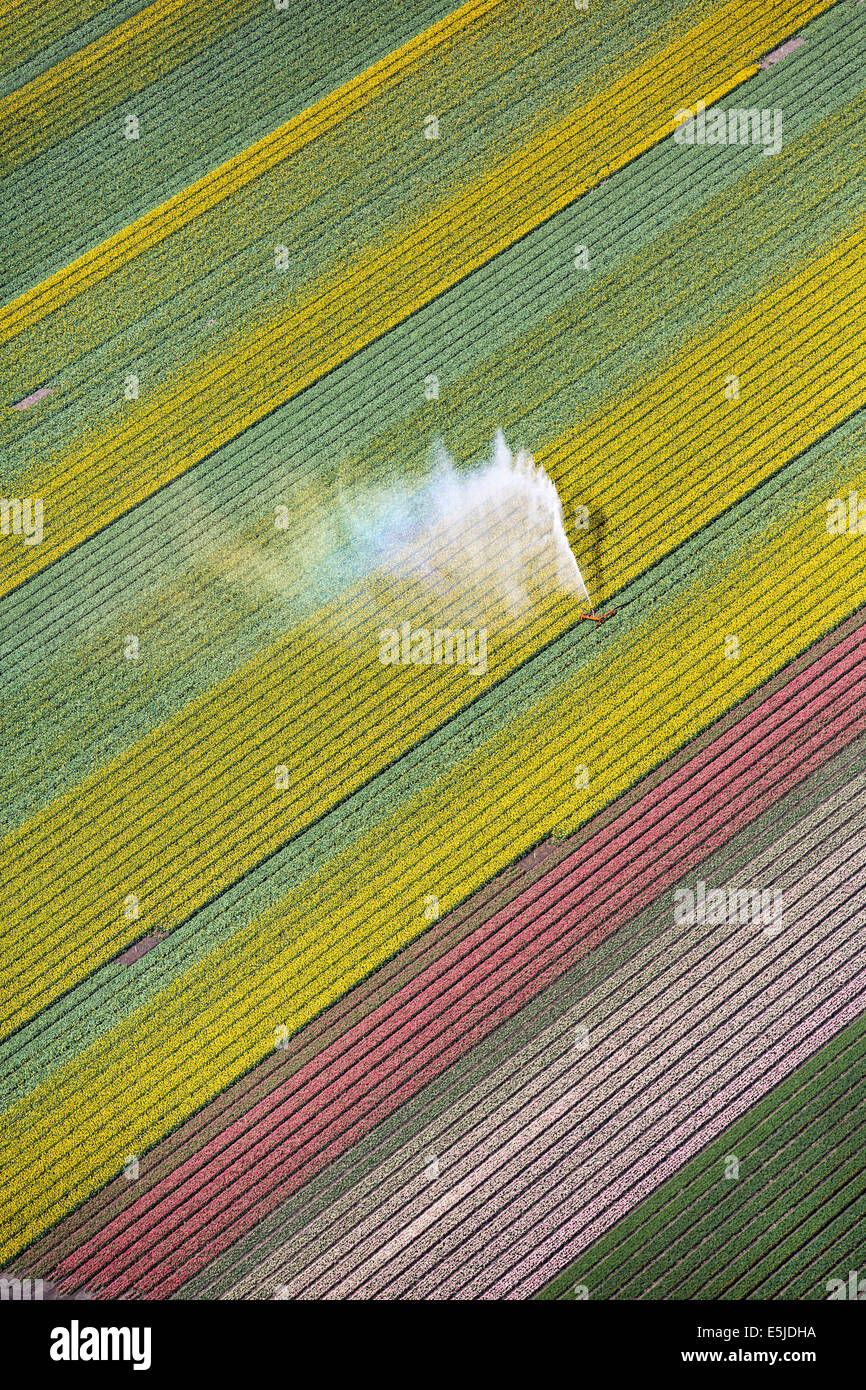 Netherlands, Burgervlotbrug, Tulip fields and sprinkler, Aerial Stock Photo