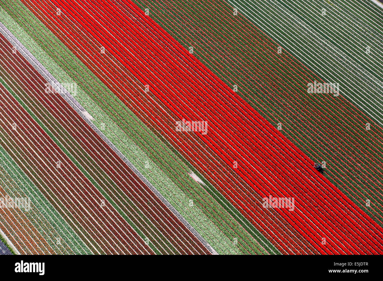 Netherlands, Burgervlotbrug, Tulip fields, Farmer topping tulips. Aerial Stock Photo
