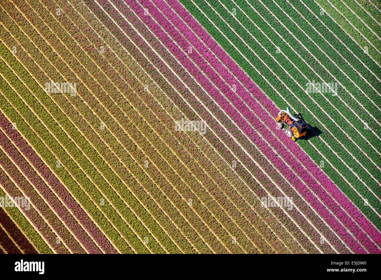 Netherlands, Burgervlotbrug, Tulip fields, Farmer topping tulips. Aerial Stock Photo