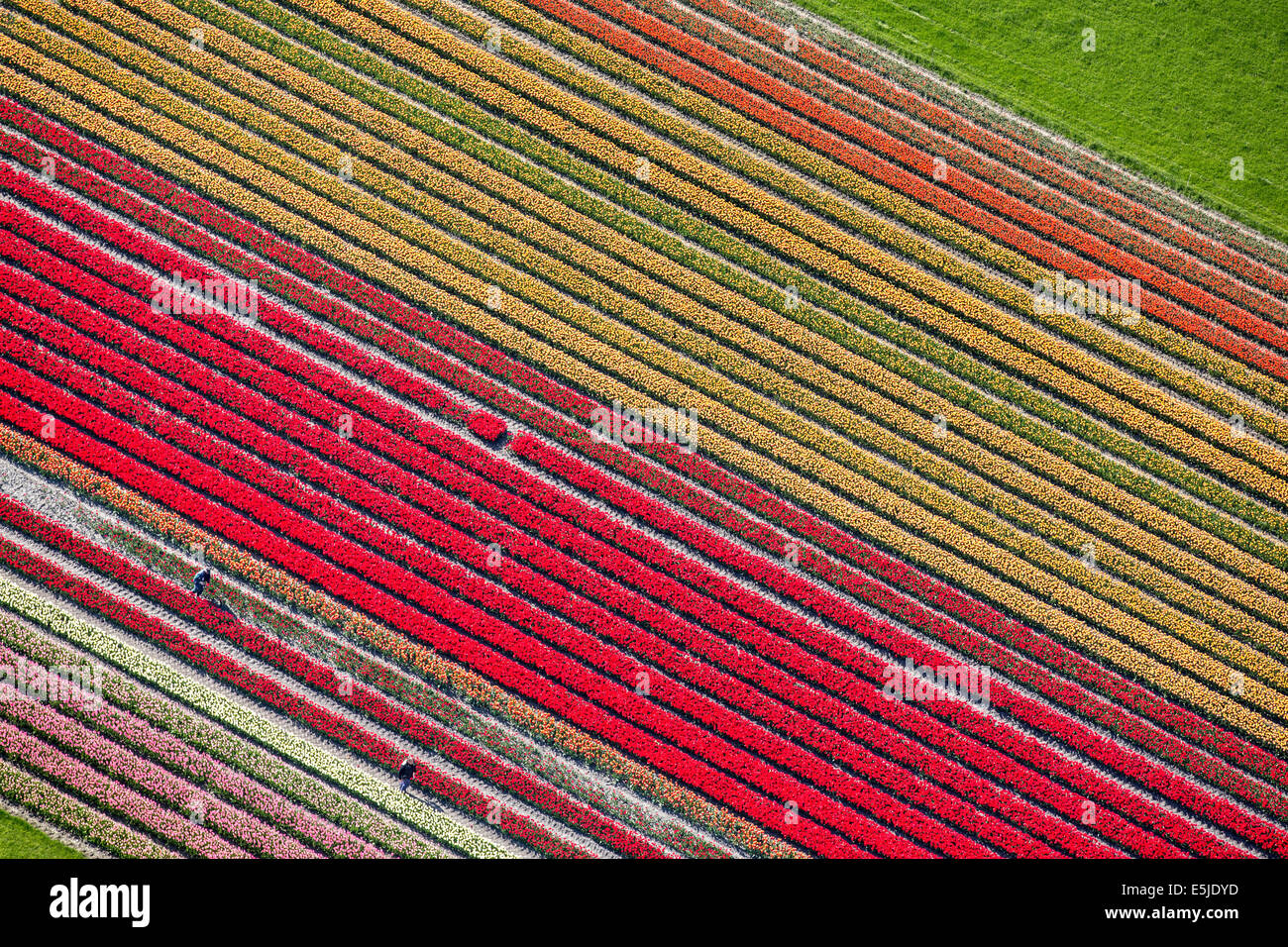 Netherlands, Winkel. Tulip fields. Aerial Stock Photo