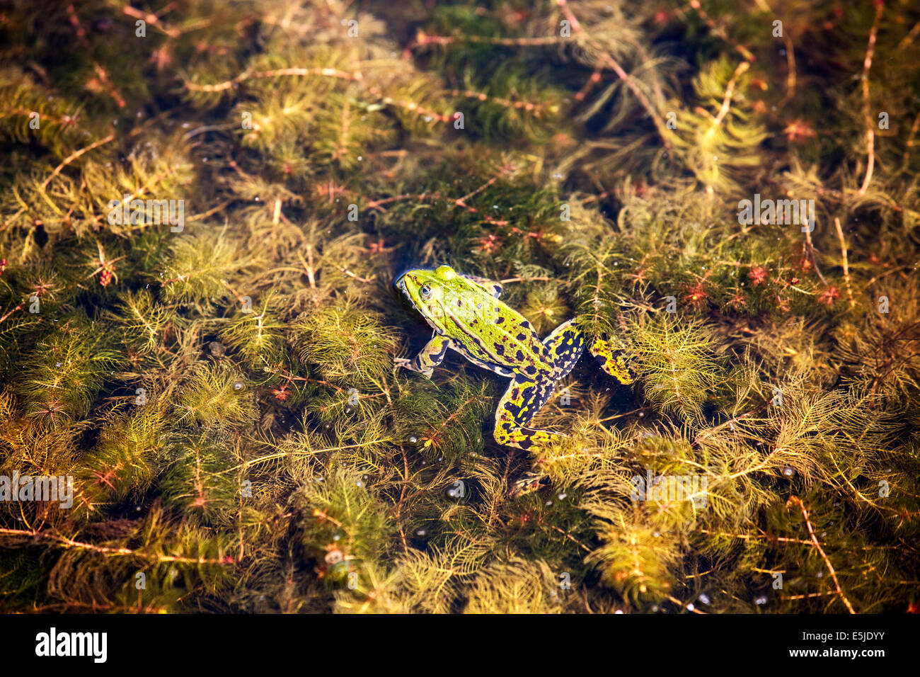 Netherlands, Marken, Marsh Frog, Pelophylax ridibundus in pool Stock Photo