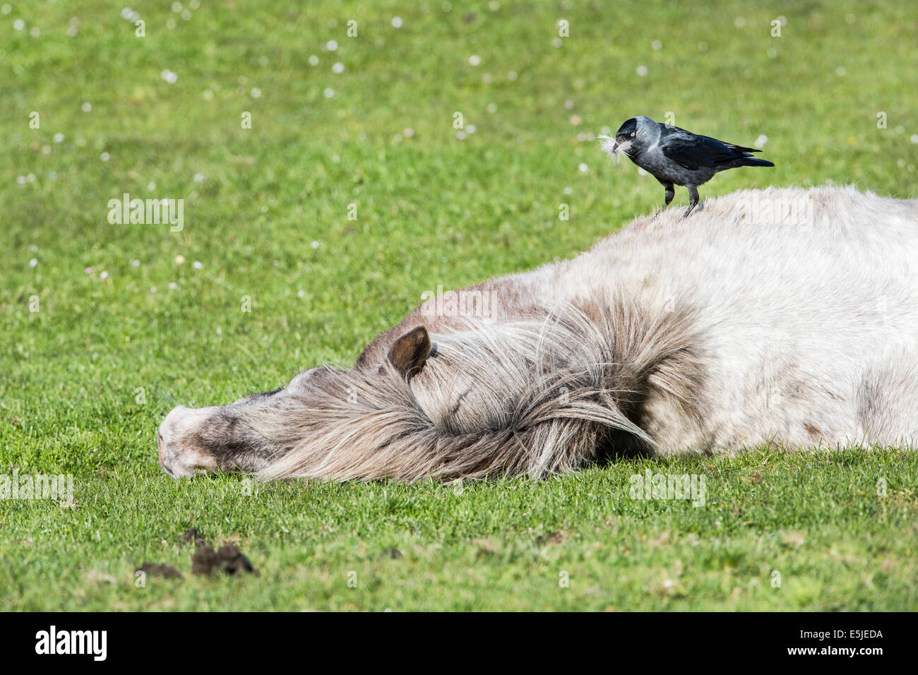 Netherlands, Jisp, Jackdaw collecting hair from pony for nest Stock Photo