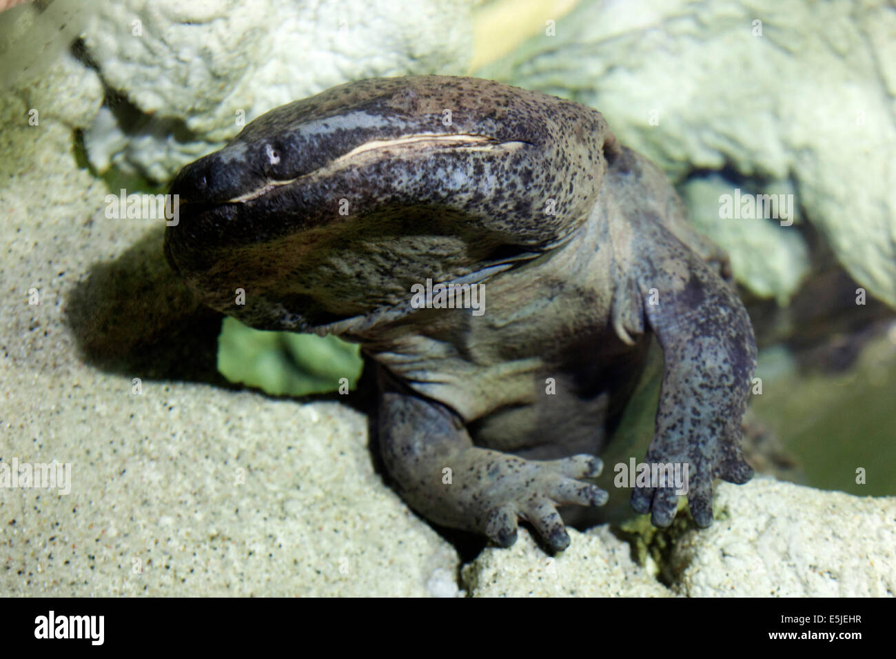 Chinese Giant Salamander, Male, whose age is estimated to be less than 40 years, has measured a whopping Stock Photo